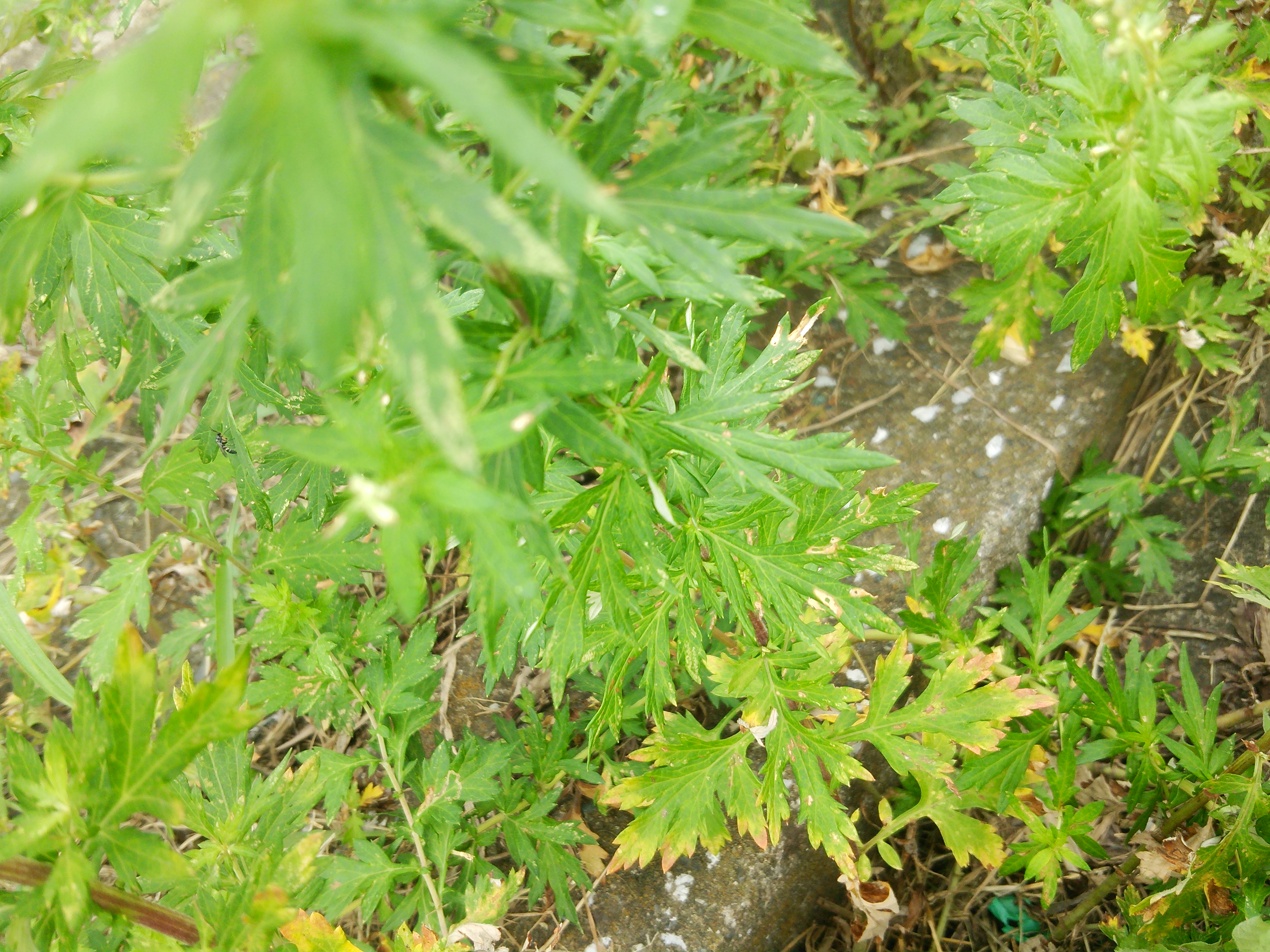 よもぎの花を見たことはありますか 事務局ブログ 森からの便り