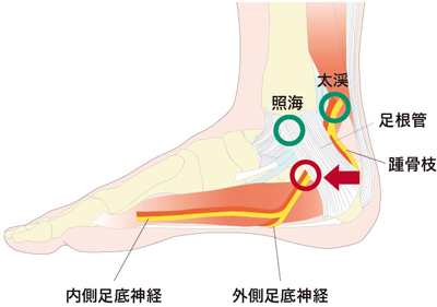 足のしびれ を緩和する脊椎間狭窄症手術後の しびれ など 事務局ブログ 森からの便り